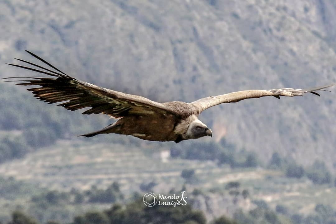 NandoJSanz's tweet photo. No hay día que la visita a los #buitresleonados no te dejen impresionado pasando por  delante de la cámara como si posarán para la foto
#projectecanyet #buitreraalcoy #buitres #aves #fotografiadefauna #fotografia #canon #fotografia #vueloperfecto https://t.co/Y1mSV8buNg