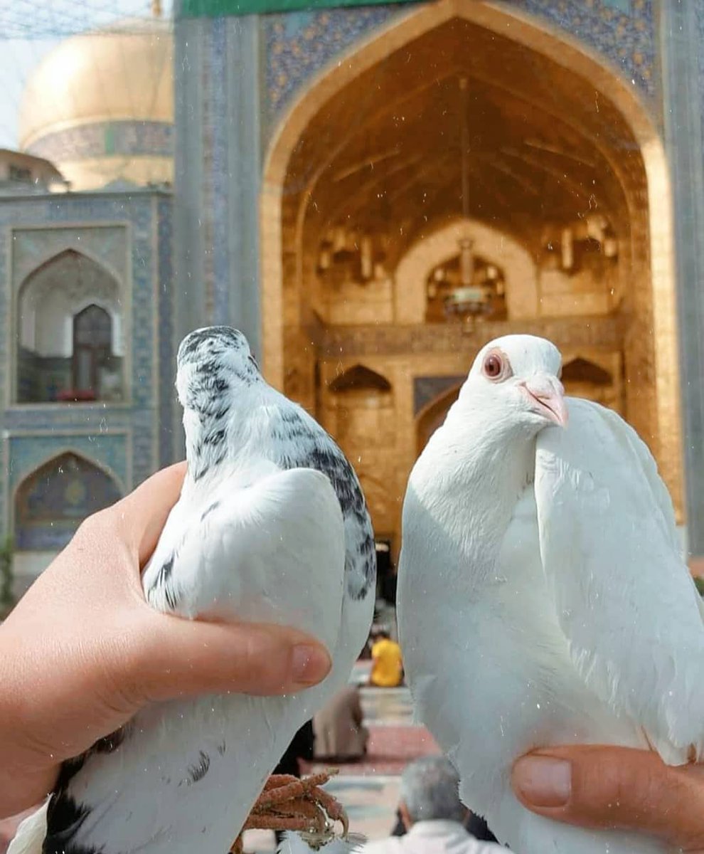 haiderium_110's tweet photo. I'm like a pigeon. (I am longing for your shrine.)
For your shrine is the remedy for every pain || 🤍🕊
#امام_رضا https://t.co/pVkDKVYMJk