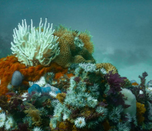 Plett Tourism tweet media