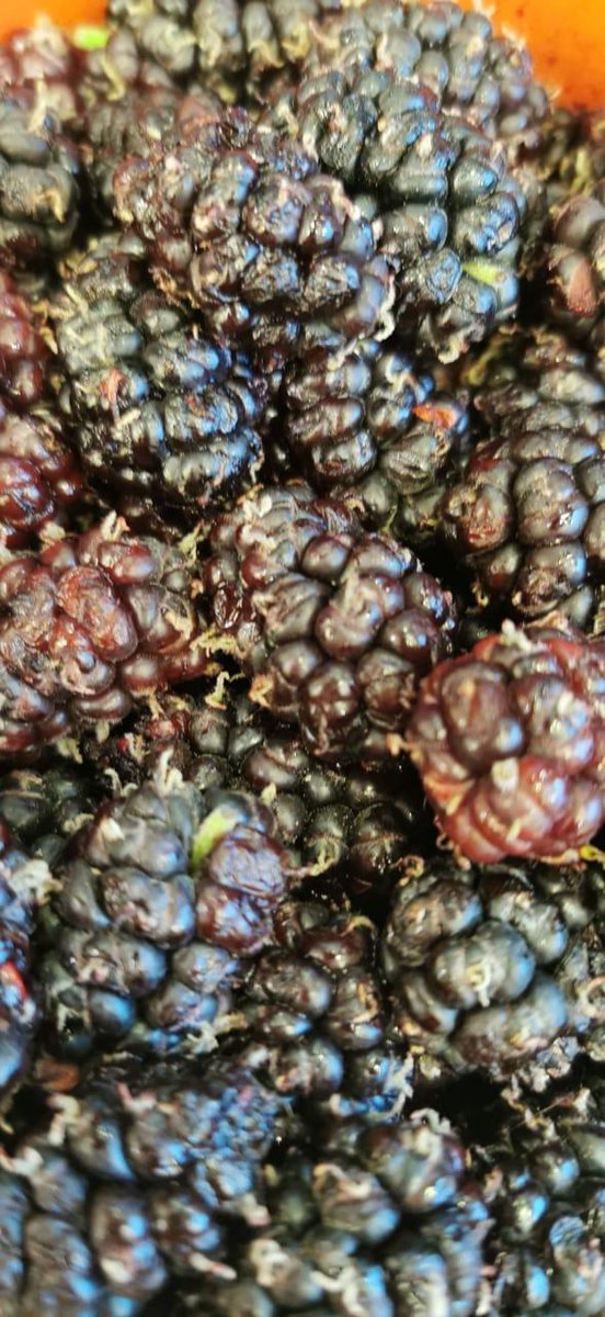 Taif_Fruit's tweet photo. متخصصين في تسويق فواكة الطائف وبمناسبة دخول موسم #التوت و  #البخاري_الحمراء و #البرشومي
سوف يتم سحب على مبلغ ٦٠٠ ريال لعدد ٦ فائزين من الحسابين
•المطلوب فقط :
•رتويت وتابع 👇
@taif_fruit
و 
@taif_fruitt 
 •السحب الكتروني موثق 🎥 
والاستفسار والطلبات
https://t.co/iWrFuNdoU5 https://t.co/n4QKGAX1CD