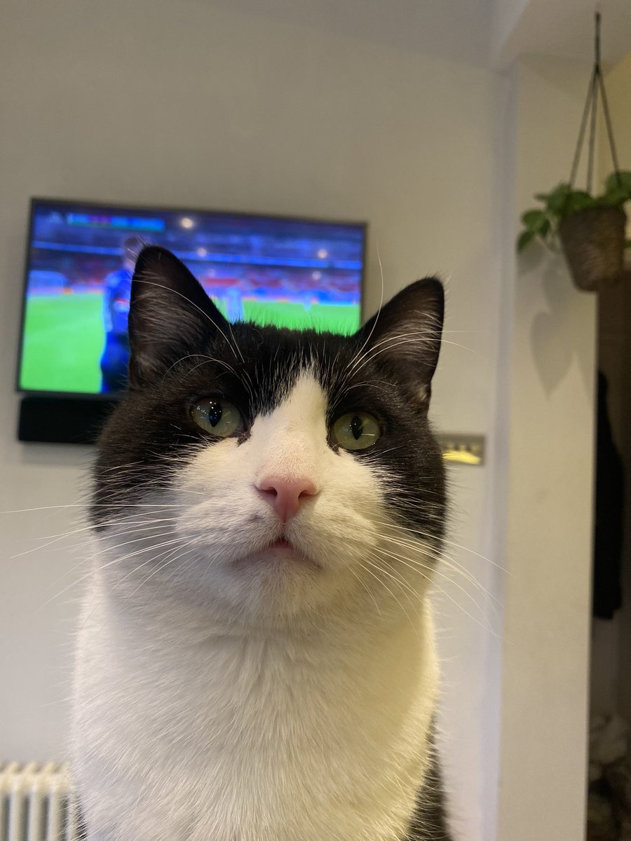 MorrisandMango's tweet photo. Couldn’t give two paws about #EnglandvsScotland
#PawLaw campaigning with @ThePusser far more pressing
Testing new strategies for #MealsOnDemand #RoastChickenDinner #Cativism https://t.co/FfmkgWOpBY