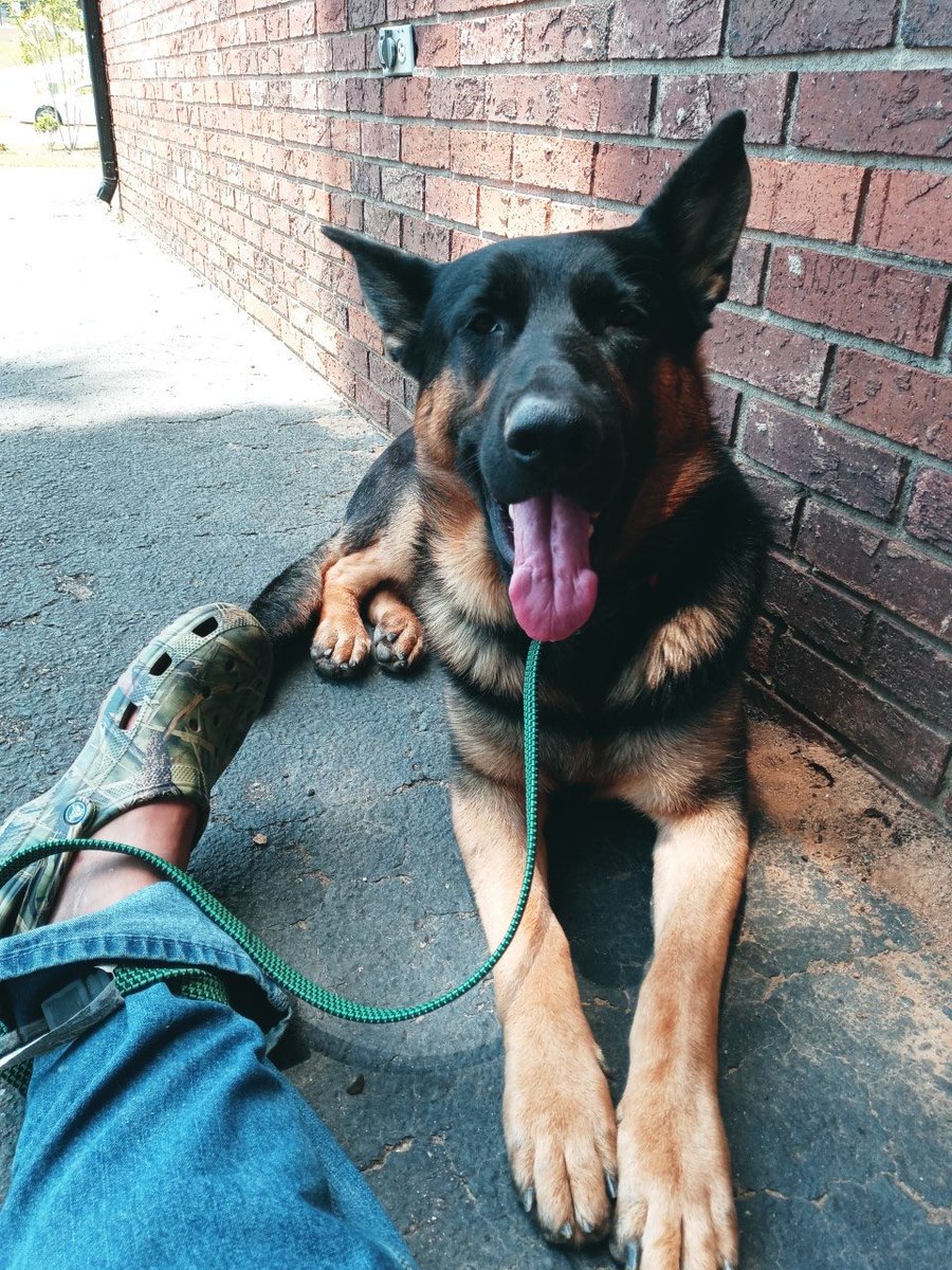 codeofvets's tweet photo. EMERGENCY🚨SHARE

#SOUTHCAROLINA
PLATE SYU655 

GOLD/SILVER 2004 Chevy Tahoe stolen with German Shepherd male service dog in it. Yesterday in Ashville NC filled up vehicle went to pay. Mark Davis is a Vet we assisted getting rehoused after living in his truck.

CALL: 828 252 1110 https://t.co/C1Ug133dxb