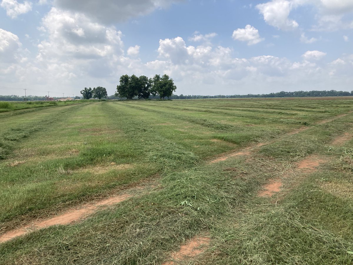 pottcoag's tweet photo. Windrows of #Wrangler Bermuda grass. Make #hay while the sun shines. https://t.co/TBqDlicJuD