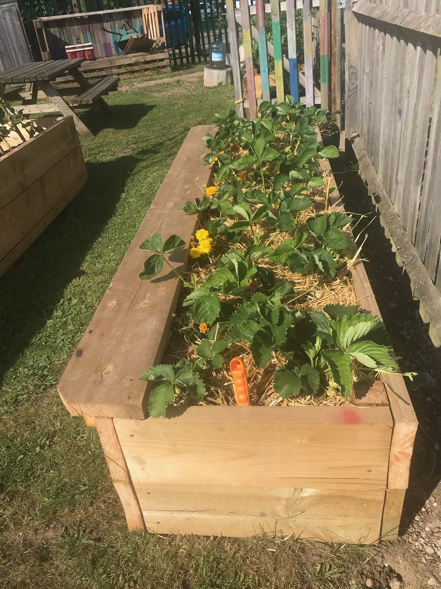 MaypoleSchool's tweet photo. 🌱🍓🥒🍅🥬 https://t.co/az5kjK0NwH