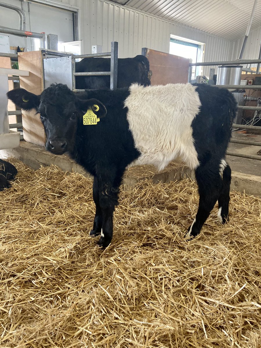 pathway_farming's tweet photo. Spot the difference! Something a little different has arrived with us🐮 #beltedgalloway #dairybredbeltie #aberdeenangus #pathwayfarming #angusbeef #calfrearing #beefsupplychain #dairybredbeef #beefondairy #dairyfarming #beeffarming https://t.co/N8wj5dpt9C
