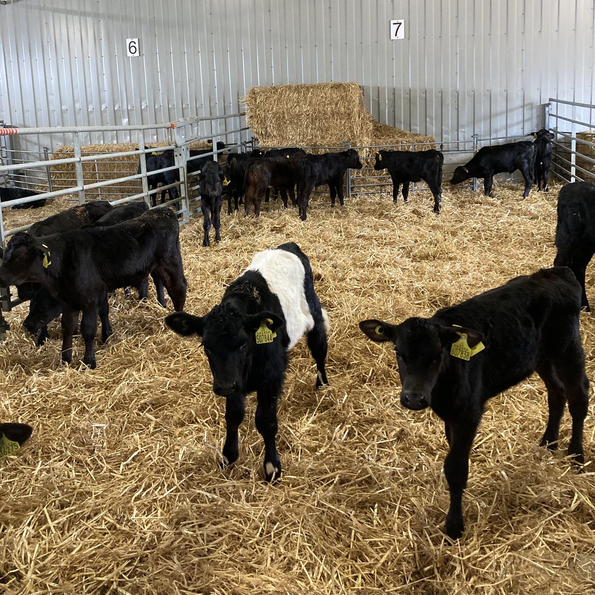 pathway_farming's tweet photo. Spot the difference! Something a little different has arrived with us🐮 #beltedgalloway #dairybredbeltie #aberdeenangus #pathwayfarming #angusbeef #calfrearing #beefsupplychain #dairybredbeef #beefondairy #dairyfarming #beeffarming https://t.co/N8wj5dpt9C