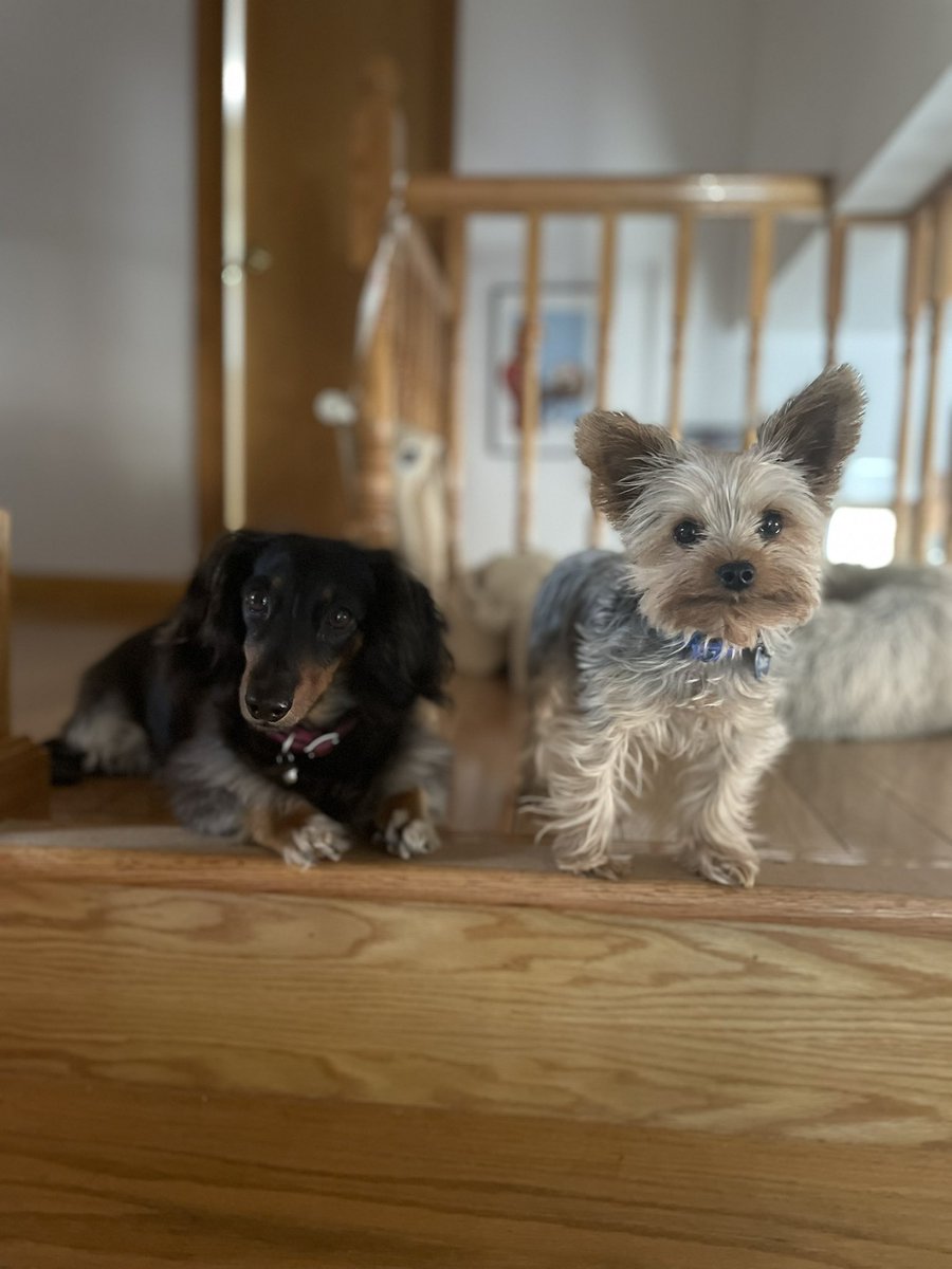 TessyMui's tweet photo. It’s your daily dose of Chewie and Mei until I forget Twitter exists. https://t.co/q8J4slCHMH