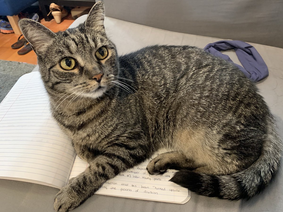 poogupdate's tweet photo. no studying, just pet https://t.co/zzPImCSmW6