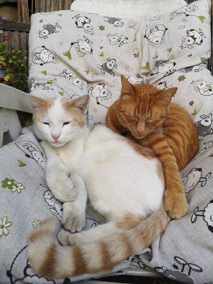 steakypeaky's tweet photo. ⚠️GATTO SMARRITO⚠️
il mio gatto, Monet, non torna a casa da due giorni
sto a Firenze, zona Statuto - Fortezza, è un gatto bianco con macchie arancioni sulla schiena, ha un collare marrone con medaglietta
è buono e non graffia
per favore se qualcuno lo vede mi contatti in dm https://t.co/IWehgQenDk
