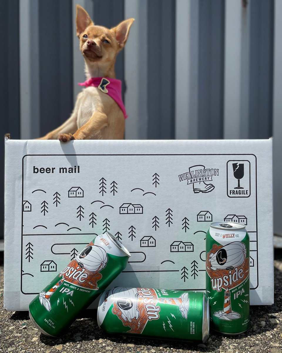 WellingtonBrew's tweet photo. Lil’ Sweet Pea joined the Welly crew a few weeks ago and we can’t get enough of this itty bitty Chiweenie!

Don’t forget to post your #pupside pics, and don’t forget to bring your pooch to visit our dog-friendly patio. Open 11am-7pm daily, we can’t wait to serve you! 🍻 https://t.co/8zXSvPOm9n