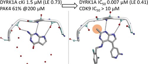 Lees_tweeted's tweet photo. Thrilled to see in print finally our fragment derived selective inhibitors of DYRK1A #FBDD #Fragment #Kinase #SBDD https://t.co/MKOUJTn1nq