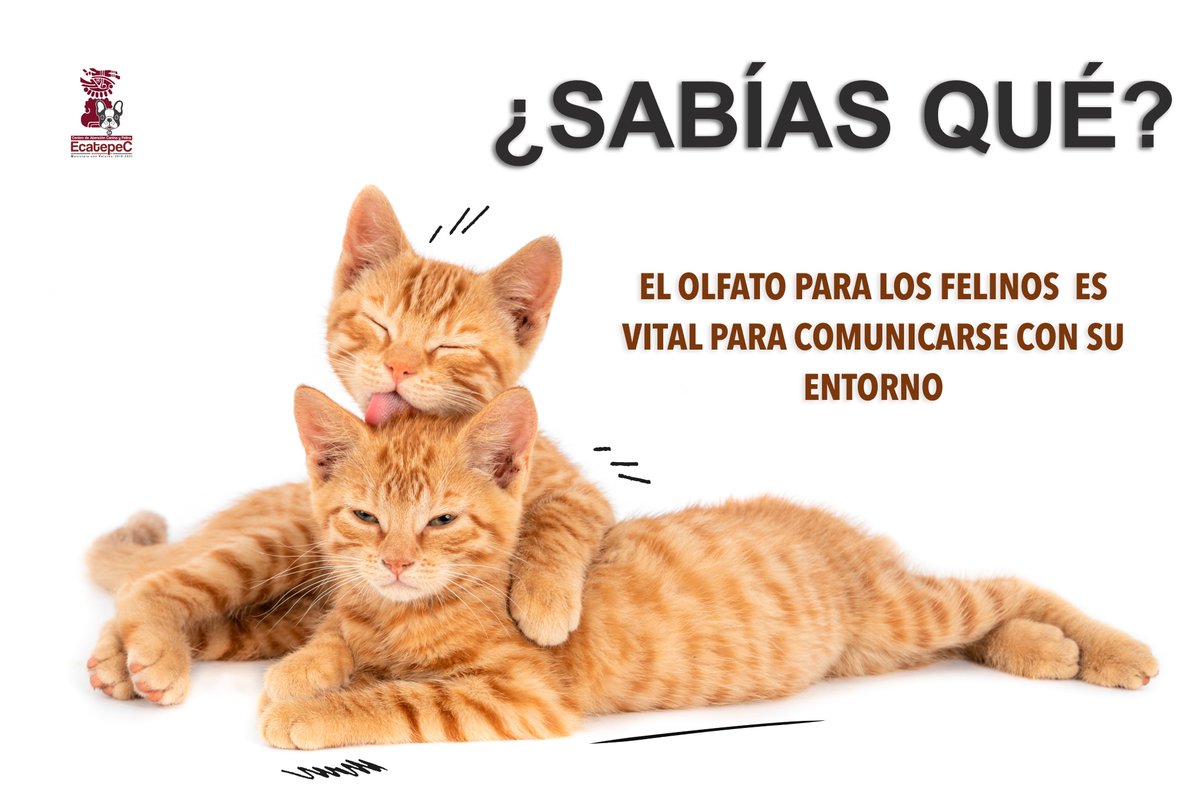 #Felinos | ¿Sabías que los gatos tienen un sentido del olfato tan desarrollado que les permite comunicarse, reconocer su territorio o incluso determinar el sexo de otro animal? Puede ser que sea el sentido más desconocido. 
#DIFEcatepec #MunicipioConValores