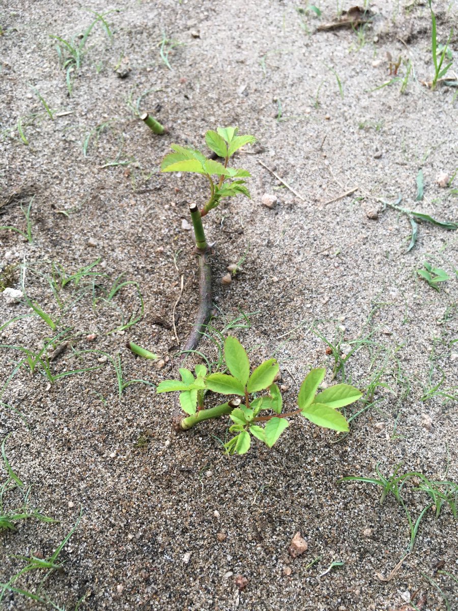 Xvg18 バラの芽接ぎにチャレンジする企画 34日目 挿木したノイバラから葉っぱが出てきた でも全体の成功率は低い ケチって庭の砂で挿したのがダメだったのか 手抜きをするとやっぱりダメだよなぁw いまそら イマソラ おやすみなさい 新潟市 バラの Xvg18 バラの芽接ぎにチャレンジする企画 34日目 挿木したノイバラから葉っぱが出てきた でも全体の成功率は低い ケチって庭の砂で挿したのがダメだったのか 手抜きをするとやっぱりダメだよなぁw いまそら イマソラ おやすみなさい 新潟市 バラの