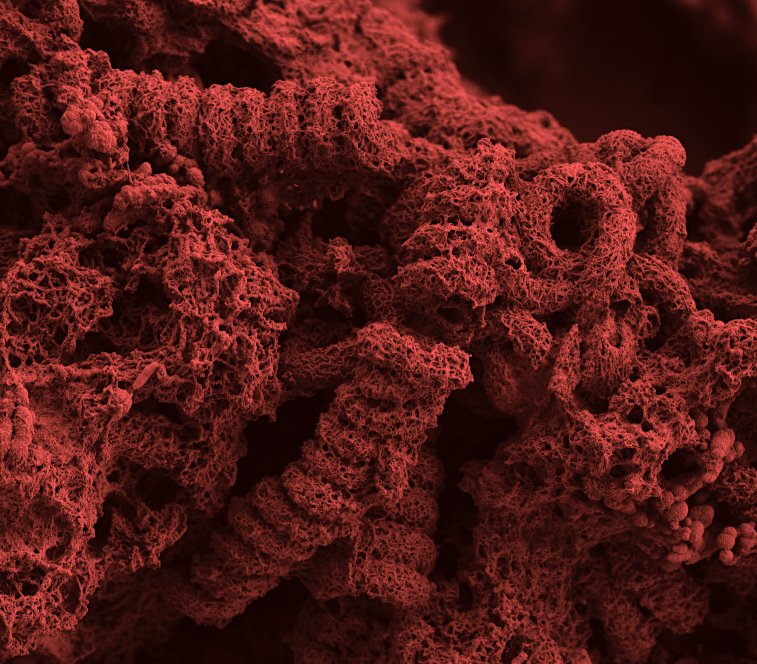 Today's micrograph: A false coloured #SEM micrograph of helical iron stalks produced by microbes such as Gallionella sp. In hindsight, the colour choice makes them look like spicy curly fries. Mmmm biomineralisation! 😂
#Microscopy fun in the @GeomicroTueb.