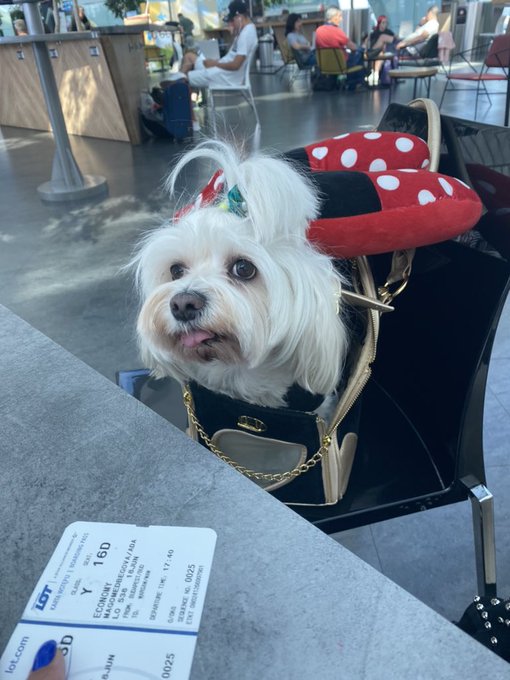 Bella is excited about a new country and a long trip https://t.co/n630fPICPc<a href="/tag/babiole"class="tags"><span>#babiole</span></a>