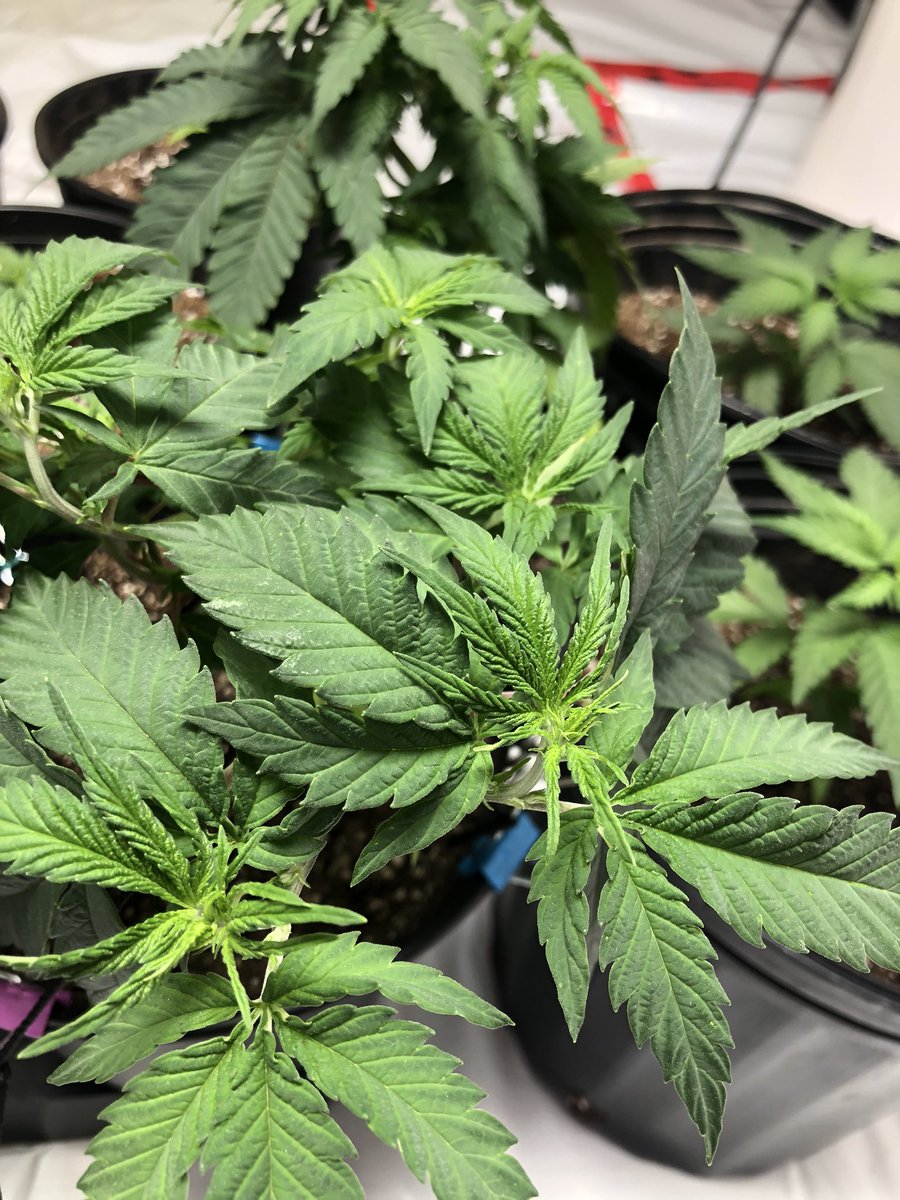 YungAspect's tweet photo. Only my third grow but it’s fun and relaxing in a world of much much stupid - it’s nice to zen out by myself n shit https://t.co/cFeNuDOHg0