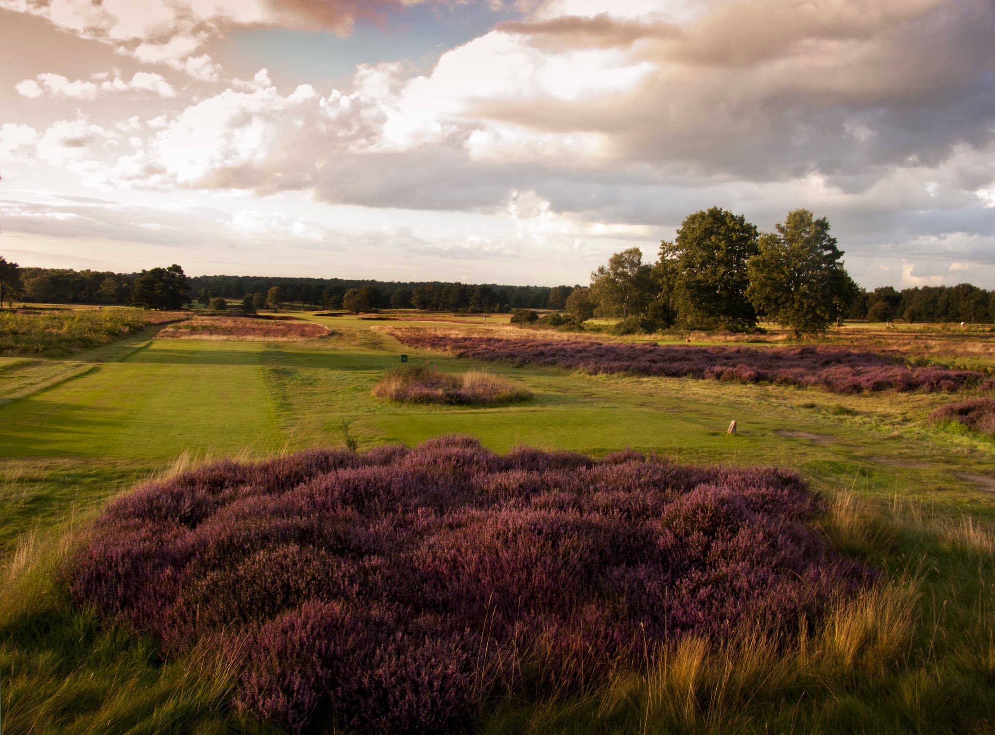 detekterbare skræmt sekstant Walton Heath Golf Club on Twitter: "It wouldn't be Walton Heath without the  heather. And it won't be long until we can enjoy views like this one of the  14th of the