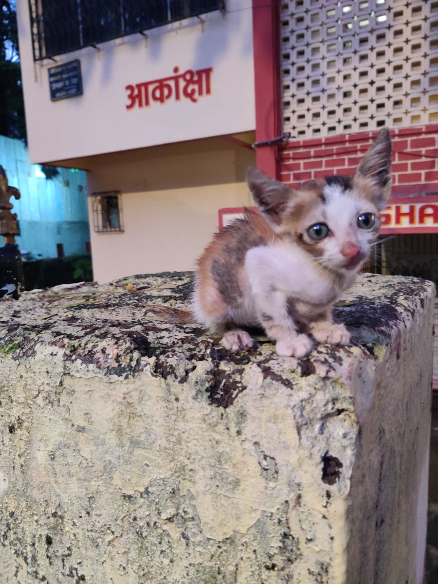 butfirst_chai's tweet photo. Found this kitten on the street in a very bad condition and currently in a foster care.
Please help us find a loving home.
Location - Mumbai
Gender - Female
Age - 1.5 months
Deworming and vaccination will be taken care !
@sherryshroff #Adpotion #Cat https://t.co/iu4KVKodkr