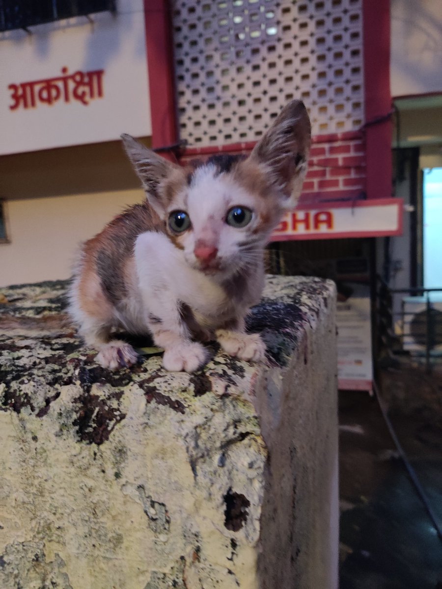 butfirst_chai's tweet photo. Found this kitten on the street in a very bad condition and currently in a foster care.
Please help us find a loving home.
Location - Mumbai
Gender - Female
Age - 1.5 months
Deworming and vaccination will be taken care !
@sherryshroff #Adpotion #Cat https://t.co/iu4KVKodkr