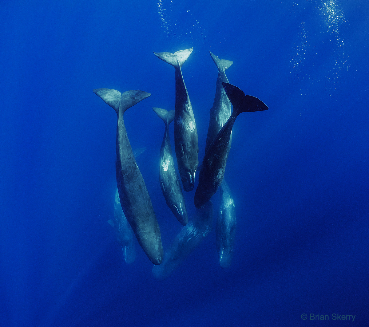 Brian Skerry (@brian_skerry) on Twitter photo 'Deep Sleep' - My latest Limited Edition, Fine Art Print - one of a small selection of photos in my new whale collection.
Available at <a href="/thefocusgallery/">The FOCUS Gallery</a> in Chatham, MA. I will be at The Focus Gallery on July 13th!
This photo shows a family of sperm whales sleeping. 'Deep Sleep' - My latest Limited Edition, Fine Art Print - one of a small selection of photos in my new whale collection.
Available at <a href="/thefocusgallery/">The FOCUS Gallery</a> in Chatham, MA. I will be at The Focus Gallery on July 13th!
This photo shows a family of sperm whales sleeping.
