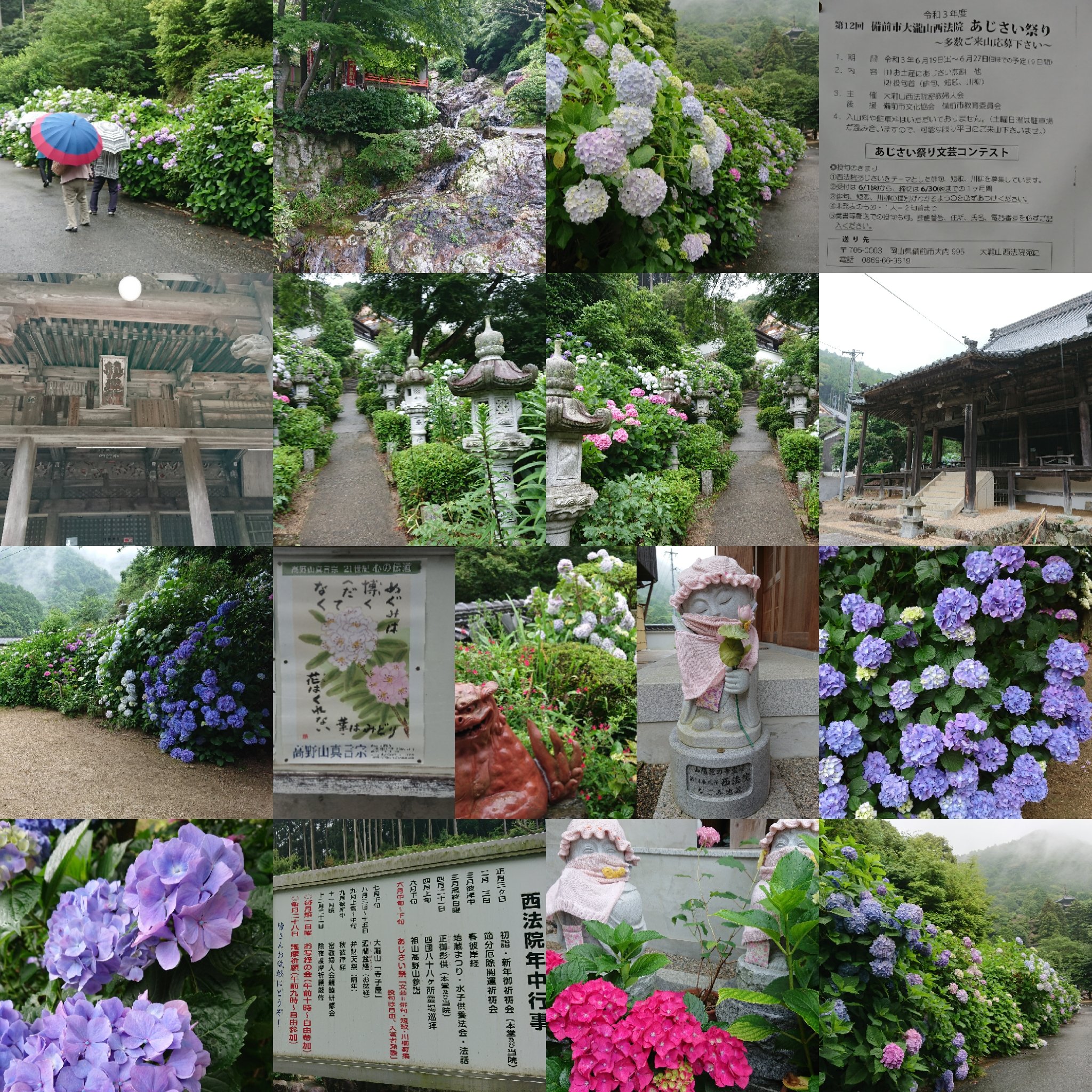 Kp61 梅雨の楽しみ 紫陽花 紫陽花好き 紫陽花見頃 岡山県備前市 岡山県 備前市 紫陽花寺 アジサイ寺 あじさい寺 大滝山西法院 西法院 ネコ副住職 ネコ副住職ゆず 6月19日 土 27日 日 迄 あじさい祭り おすすめ ドライブ