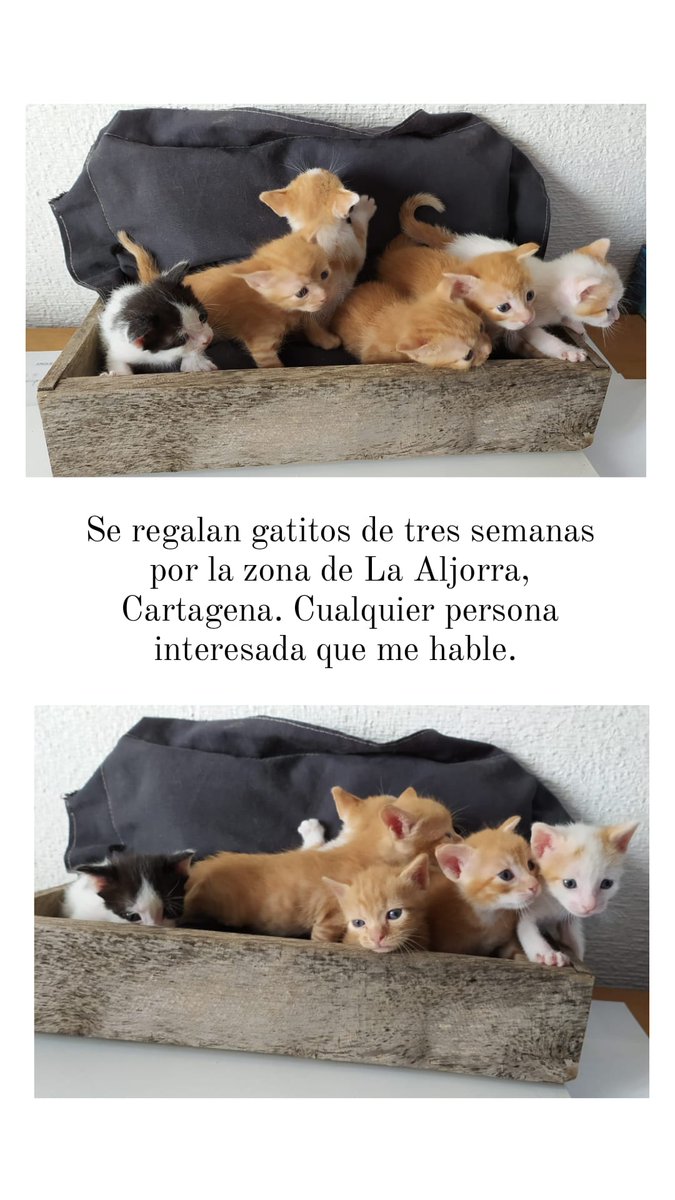 IIoreria's tweet image. difusión por favor 🙌🏻