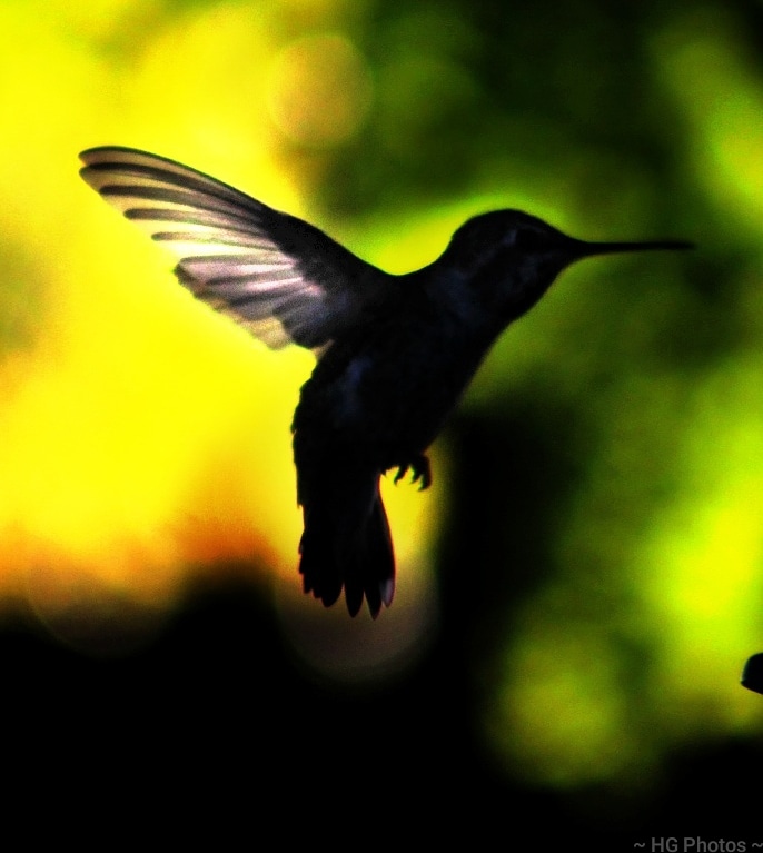 jesscwildlife's tweet photo. #hummingbird #PNW #bridwatching #pnwlife #birdwatchers #Medfordoregon #roadtrip #picoftheday https://t.co/wqIjiYipa3