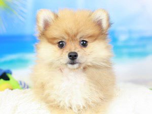 MoxiTheFoxi's tweet photo. Happy 1st Birthday Moxi! My cute fluffy girl!
🥰🎁🦊 https://t.co/Z2TcBcKKZE