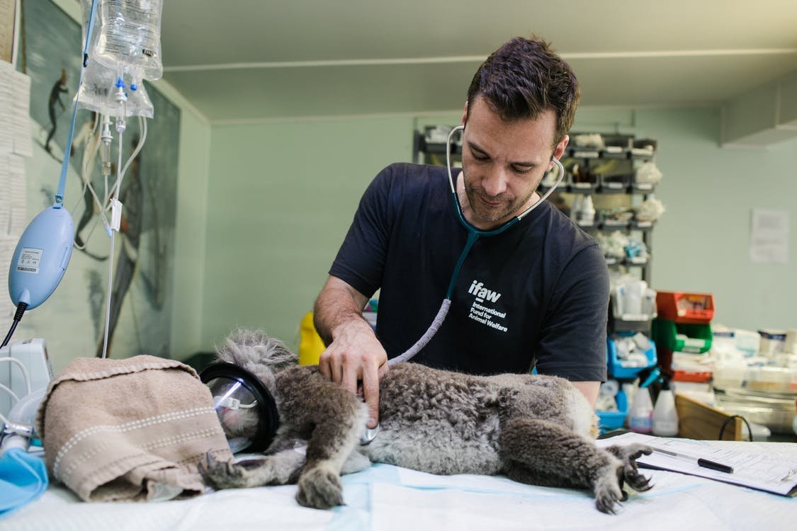 Everyday_Pets's tweet photo. The vet is a place that can be very intimidating for many animals. If you have a pet who does not want to visit the vet, here are some helpful tips on how to make their experience easier and less stressful. 

https://t.co/wAyxuklR8e

#DogAnxiety #VetFear https://t.co/2JOKBrMxT7