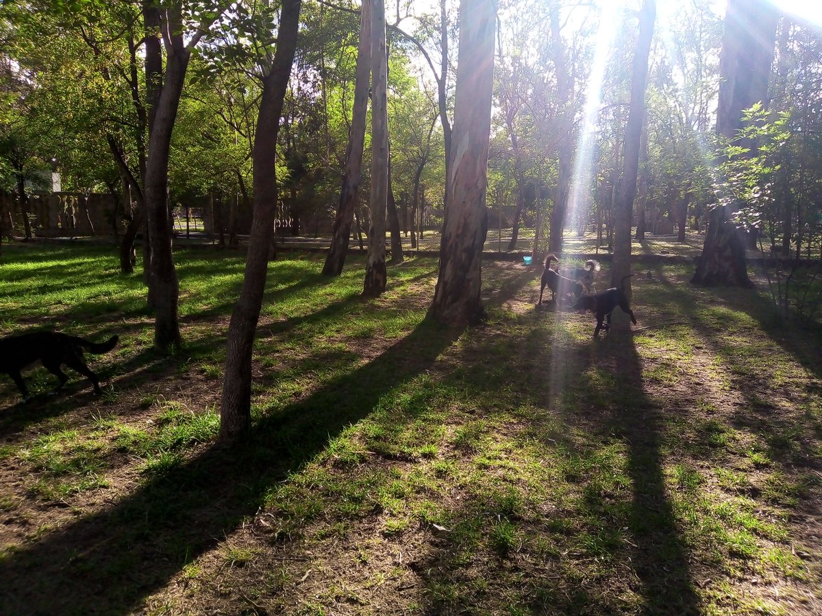 RuthSalazarO's tweet photo. Estupenda iniciativa del #ParqueMorales de abrir un espacio para perritos, cada día hay más peluditos, algunas ya son amigues. 🐶🍀🌱 https://t.co/hE3SaIdafL