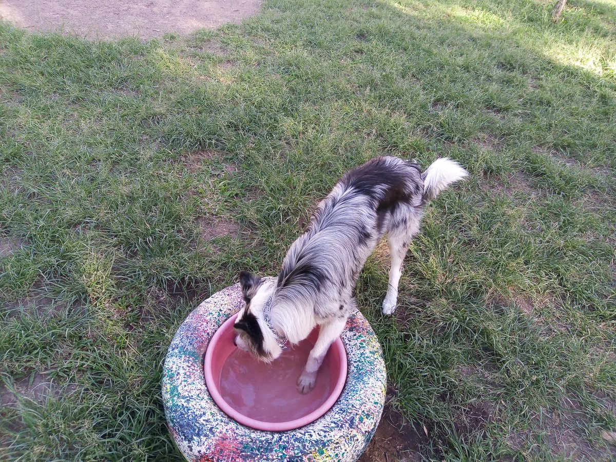 RuthSalazarO's tweet photo. Estupenda iniciativa del #ParqueMorales de abrir un espacio para perritos, cada día hay más peluditos, algunas ya son amigues. 🐶🍀🌱 https://t.co/hE3SaIdafL