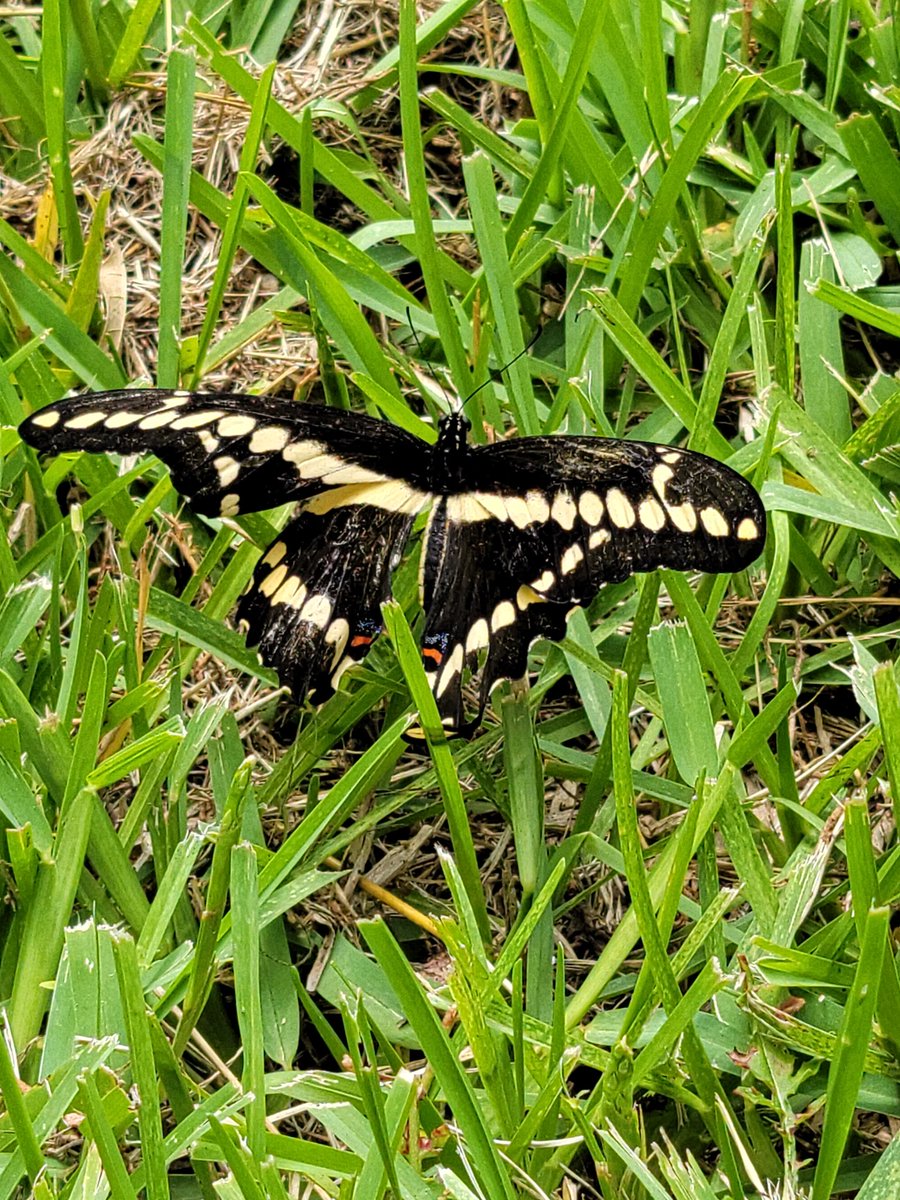 saralsexton's tweet photo. #MathPhoto21 #symmetry in nature and #camouflage https://t.co/b1TYIfw4F2