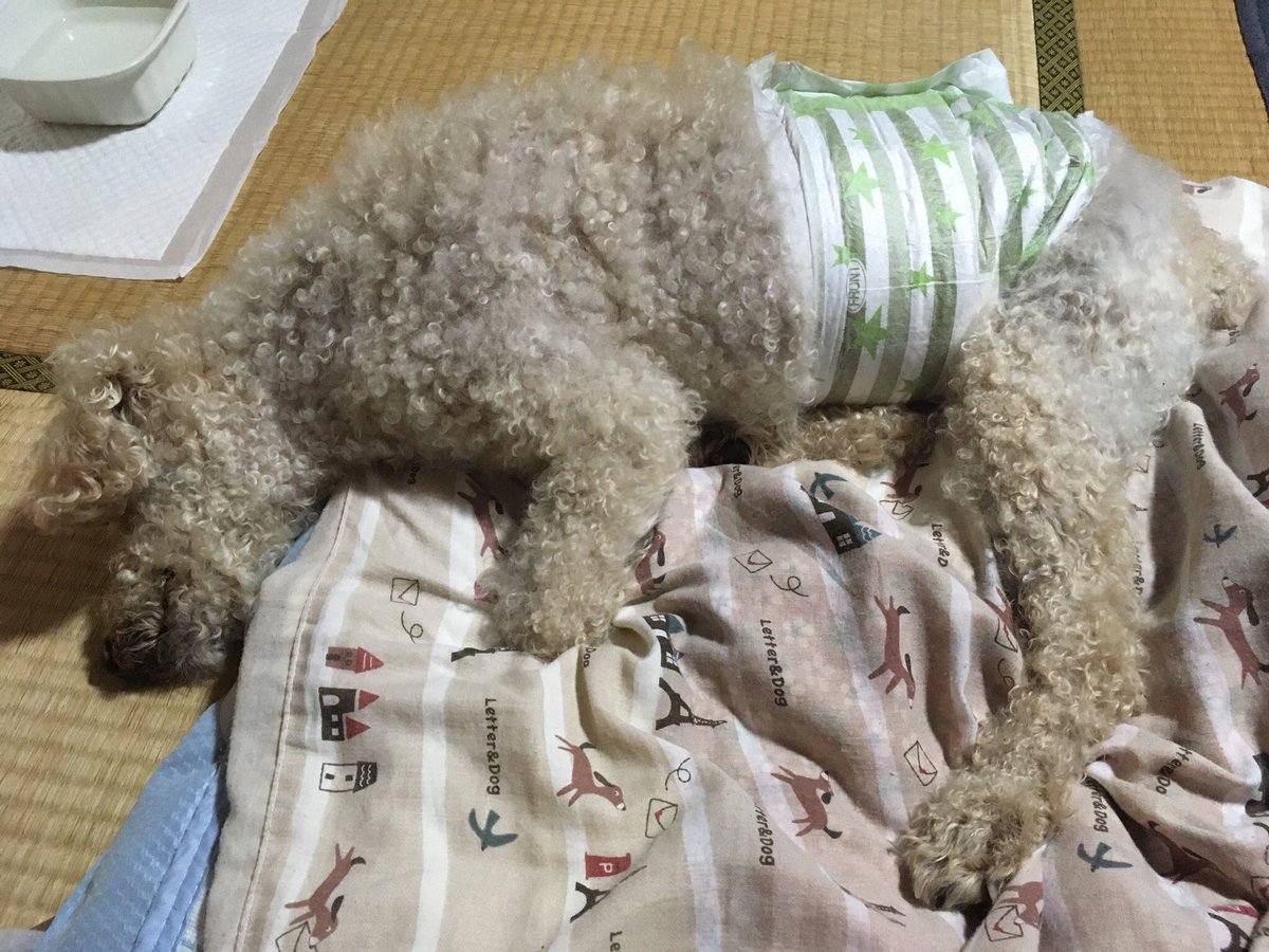 プーさん 白浜の犬のさっちゃん可愛かったなぁ 探偵ナイトスクープ見てた 思わず頭がお布団からずり落ちたわ さっちゃんの彼氏になる夢みながら寝るね ほな皆様また明日 おやすみ おじいわ プーさん 白浜の犬のさっちゃん可愛かったなぁ 探偵ナイトスクープ見てた 思わず頭がお布団からずり落ちたわ さっちゃんの彼氏になる夢みながら寝るね ほな皆様また明日 おやすみ おじいわ