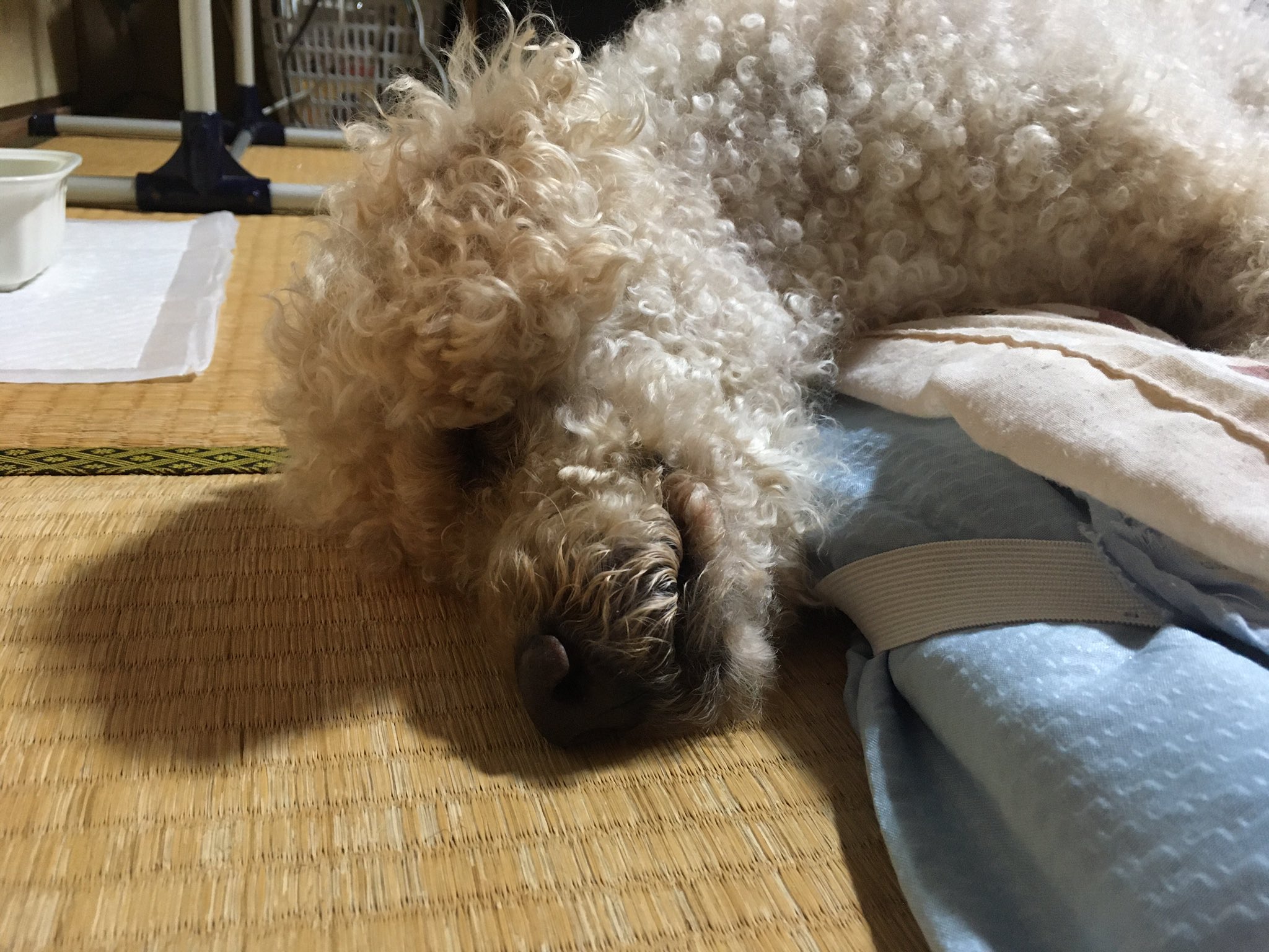 プーさん 白浜の犬のさっちゃん可愛かったなぁ 探偵ナイトスクープ見てた 思わず頭がお布団からずり落ちたわ さっちゃんの彼氏になる夢みながら寝るね ほな皆様また明日 おやすみ おじいわん 秘密結社老犬倶楽部 プーさん 白浜の犬のさっちゃん可愛かったなぁ 探偵ナイトスクープ見てた 思わず頭がお布団からずり落ちたわ さっちゃんの彼氏になる夢みながら寝るね ほな皆様また明日 おやすみ おじいわん 秘密結社老犬倶楽部