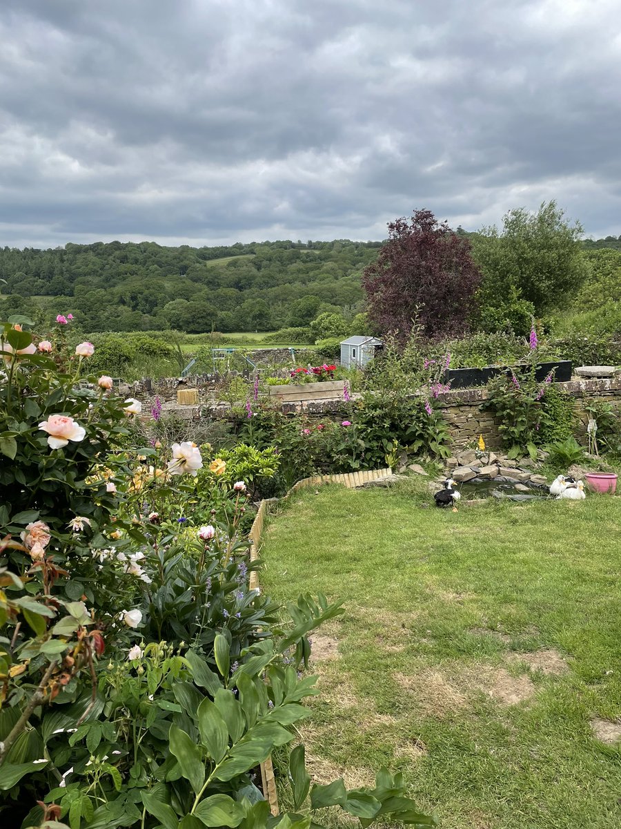 martinamercer's tweet image. Hell of a week but the roses are OUT! How blooming beautiful!