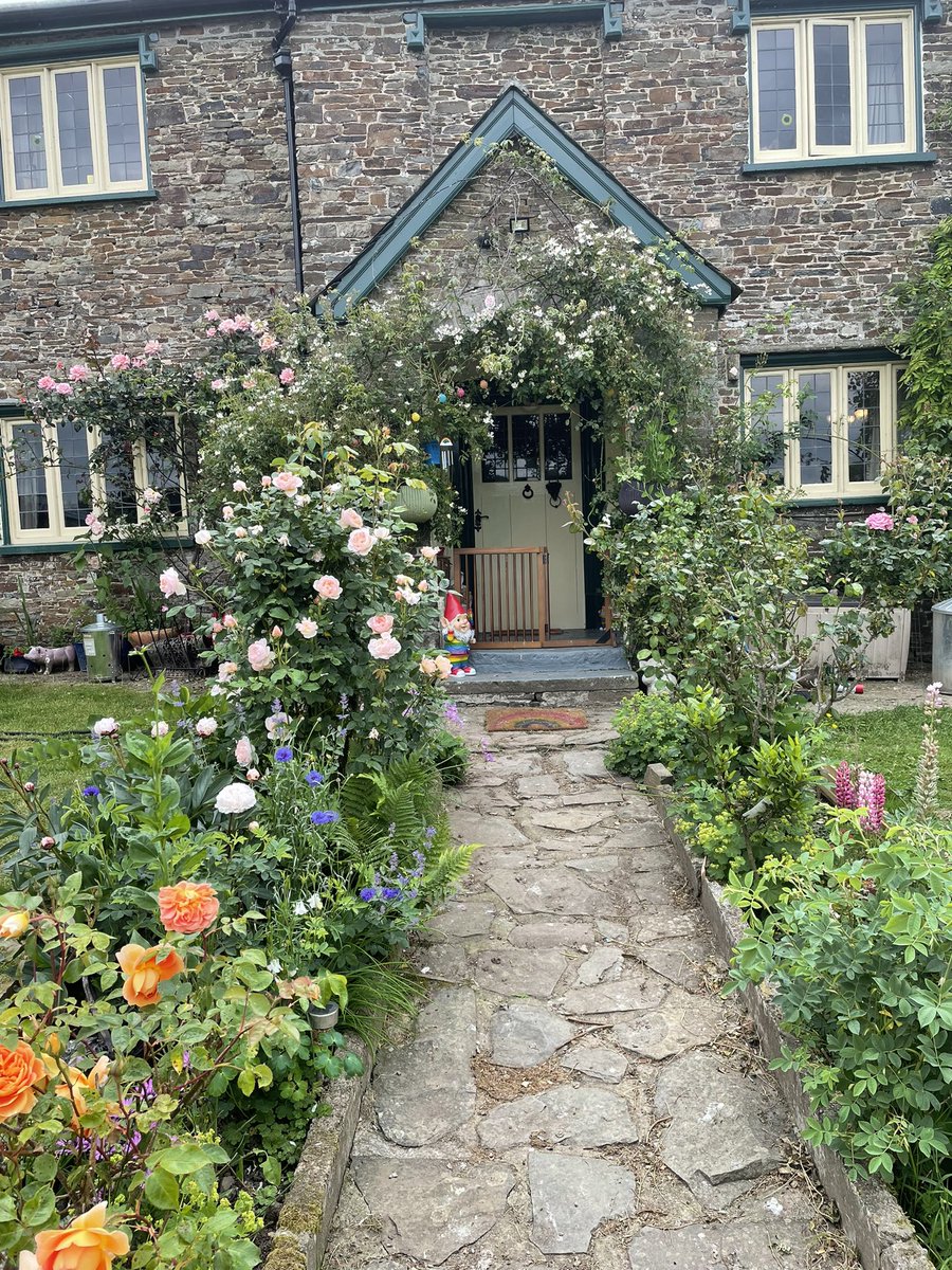 martinamercer's tweet image. Hell of a week but the roses are OUT! How blooming beautiful!