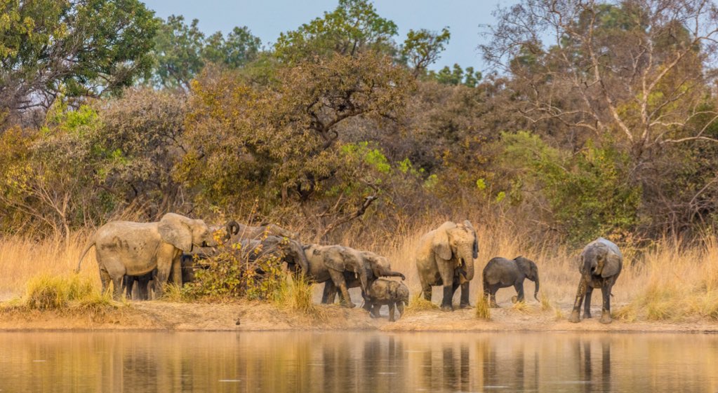 African Parks tweet media