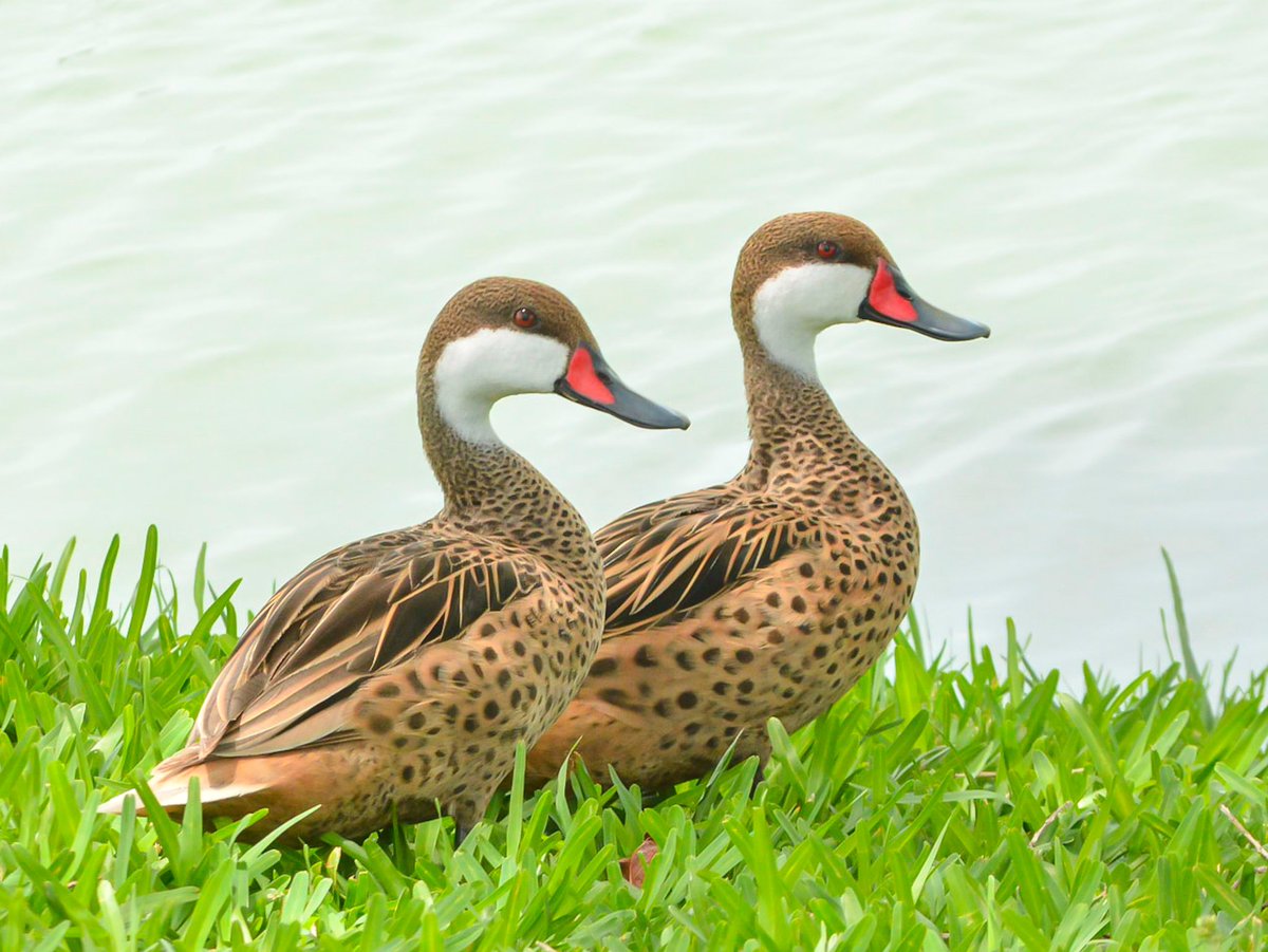 Goferbs's tweet photo. A couple of Bahama White-cheeked pintail. #pintailduck #ducks #birdwatching #birding #birdphotography #NaturePhotography #naturelover #nature #Birdphotographycommunity #outdoor https://t.co/vJwT2ANymJ