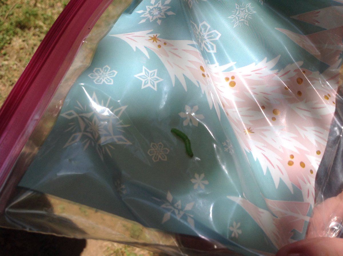 Mrs.Guardiola@AAE tweet media