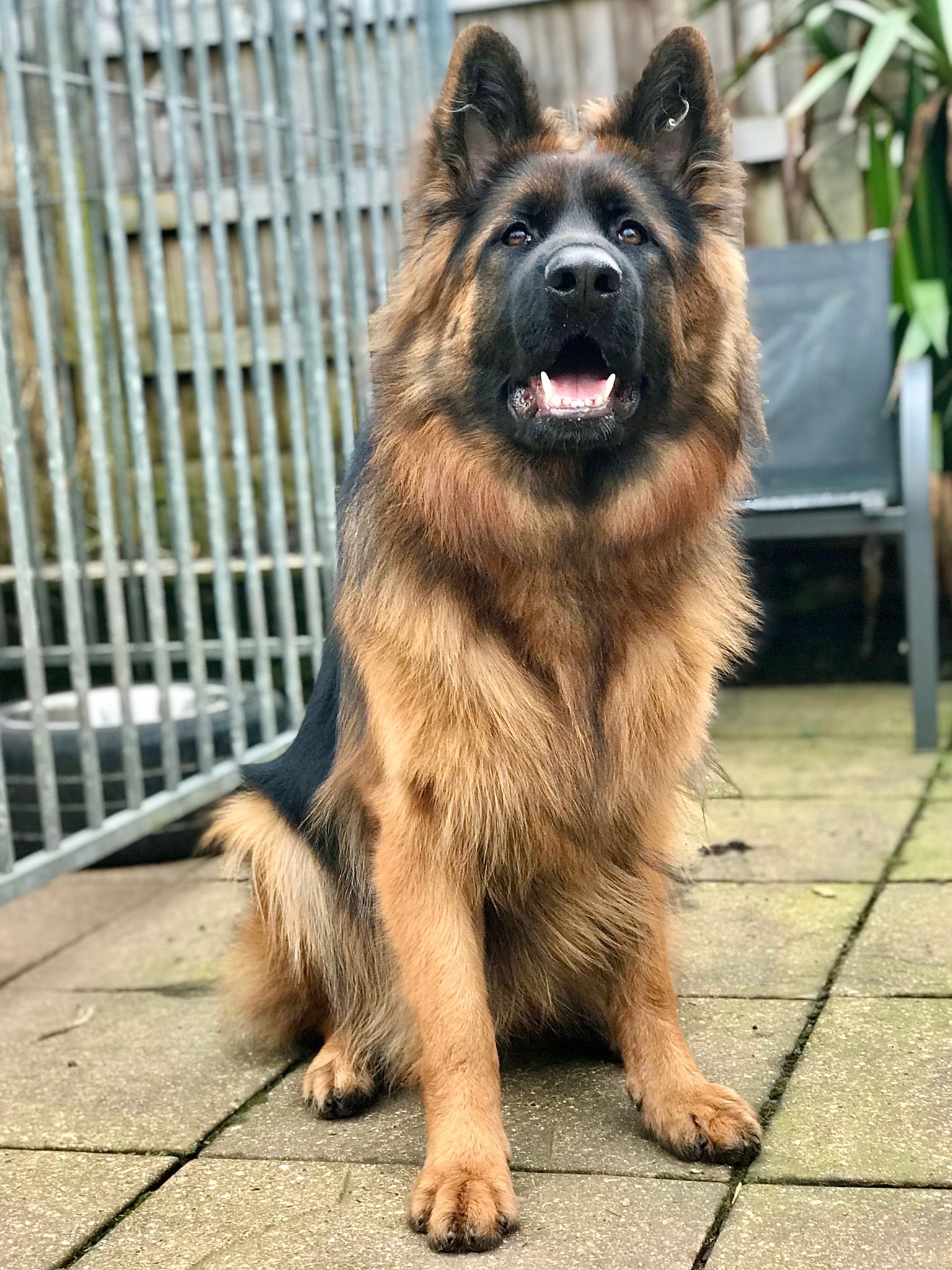 Do Dogs Have Triple Coats