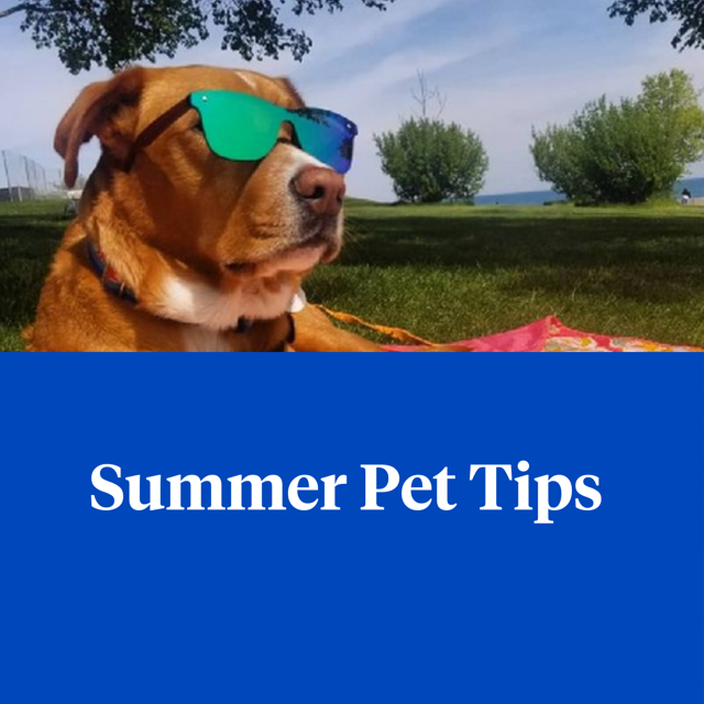 AG360Insurance's tweet image. Protect dogs, cats, birds and exotic pets from the summer heat by keeping these tips in mind: bit.ly/3psubBj #PetSafetyTips #AG360Insurance
