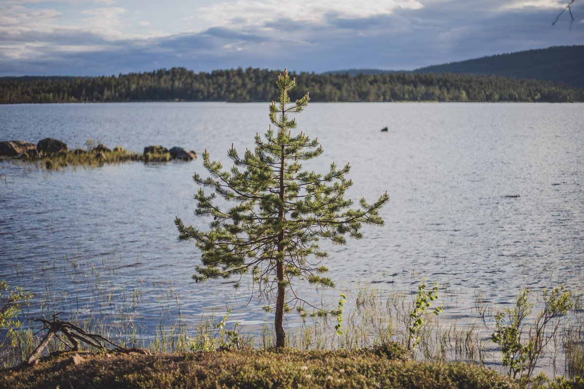 Happy Friday from #Lapland everyone🌲

Hope you all have relaxing weekend &amp; precious moments in nature. 

#Finland #NaturePhotography #naturelovers