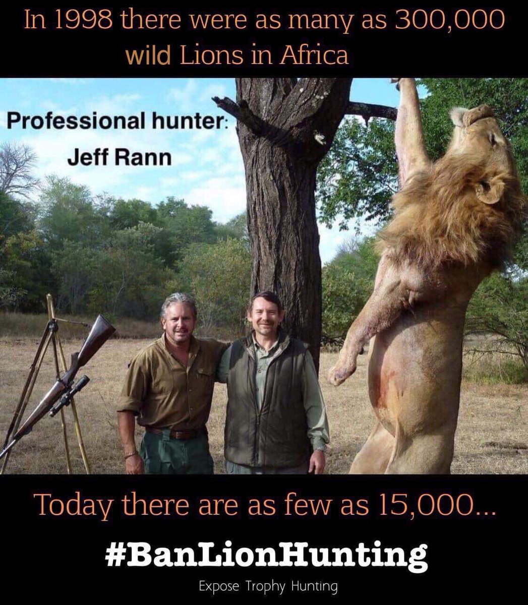 TrophyXpose's tweet photo. Truth!

🙏🏻retweet if you want lion hunting banned. 

#BanTrophyHunting 

@zbleumoon @AgainstHunting @RosenthalEllery @PamPamwtrow @LIONLOVERS5 @Angelux1111 https://t.co/RgEUqXaUgM
