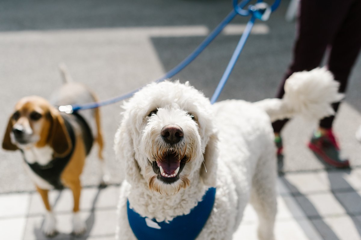 Show your support for <a href="/IndyHumane/">IndyHumane</a> while showcasing your brand to thousands of pet lovers throughout the Midwest by become a Mutt Strut sponsor 🐾 
Opportunities are available for companies large and small: bit.ly/3zAn2U8