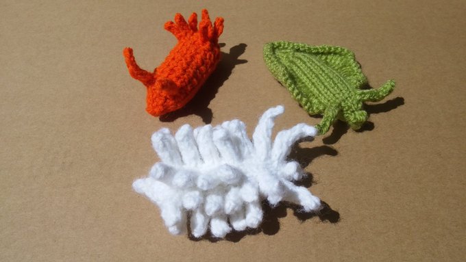 PaulaJohanson's tweet photo. @funkminister @scifri Cool! I'm celebrating #CephalopodWeek by promoting my new book #ScienceCritters which has knitting & crocheting patterns to let you make your very own squid or octopus or seaslug! Preorders available now at https://t.co/t5LFDOdrs6 https://t.co/1CrHffVnI6