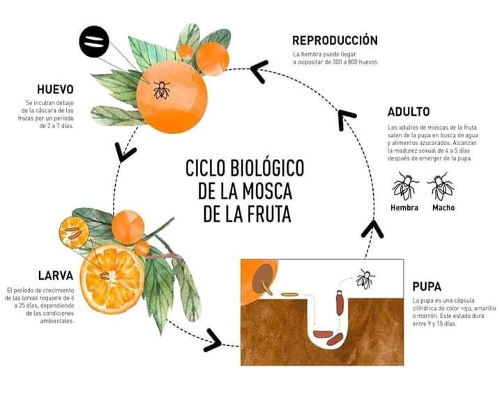 agrosamc's tweet photo. La mosca de la fruta (Ceratitis capitata) es un díptero de la familia Tephritidae. El adulto es más pequeño que la mosca doméstica, con alas transparentes adornadas con unos dibujos muy vistosos. La hembra, con el abdomen... léelo completo aquí: https://t.co/caQDzPVlXS https://t.co/aaTmuG4S7M