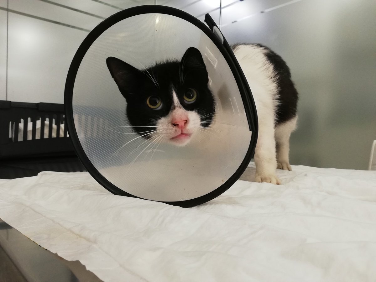 Merhabalar bu bir İSTANBUL  yuva ilanıdır, floodu  yaygınlaştırmanızı rica ediyoruz. Bir süredir denk gelen sıkıntılı günlerin hemen ardından; sokağımızda ayağını sürükleyerek yürümeye çalışan fotoğraftaki çocuğu can çekişir halde bulduk 10 gün önce +