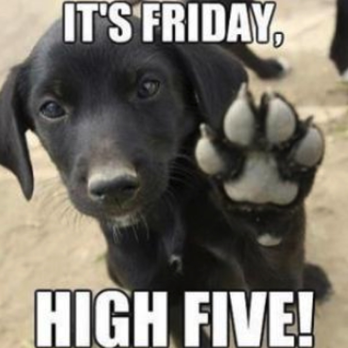 central_appl's tweet photo. HAPPY FRIDAY!!! 
#fridayishere #weekendvibes #sunshine #summertimefun #appliancerepairs #appliancesales #reddeerbusiness #savesomemoney https://t.co/TfCYXucv18