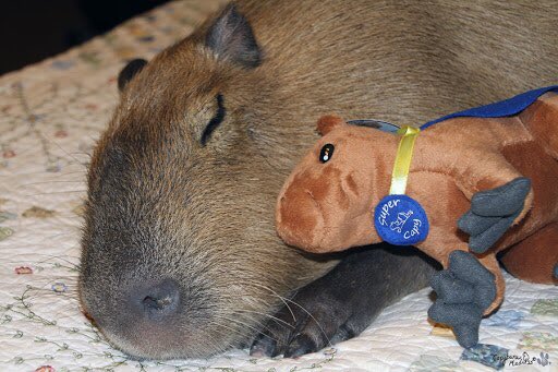 Capybaras (@capybaracountry) on Twitter photo 