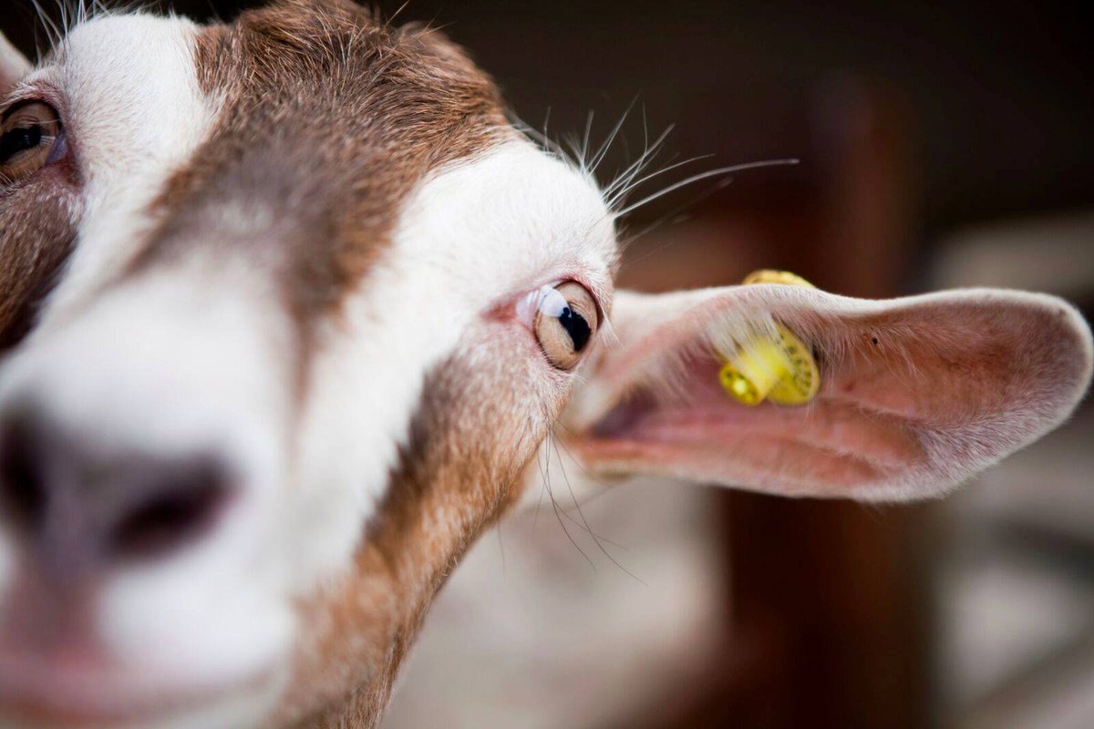 DelamereDairy's tweet photo. Stock up with all your goatsโ milk goodnessโฆ๐ฅ๐ง๐ง
You'll find us in Asda, Tesco, Morrisons, Sainsburys, The CoOp, Home Bargains, Booths, Holland & Barrett and more!๐๐
STOCKISTS - https://t.co/WPq88Yint6
#35yearsofgoodness #sustainablefarming #delamerefamily https://t.co/nmL1Mtss5e